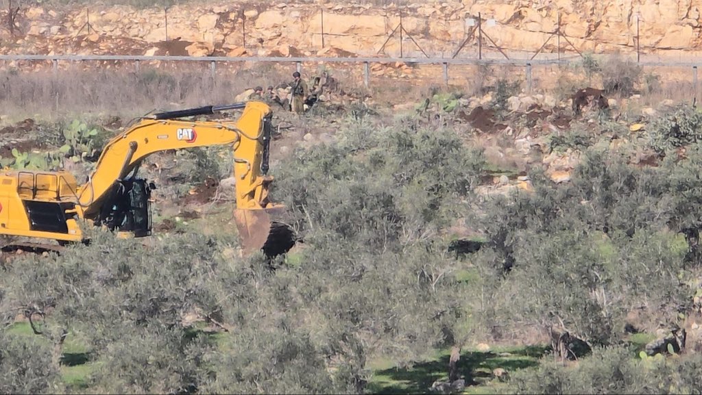 Israeli forces uproot 800 olive trees in West Bank village