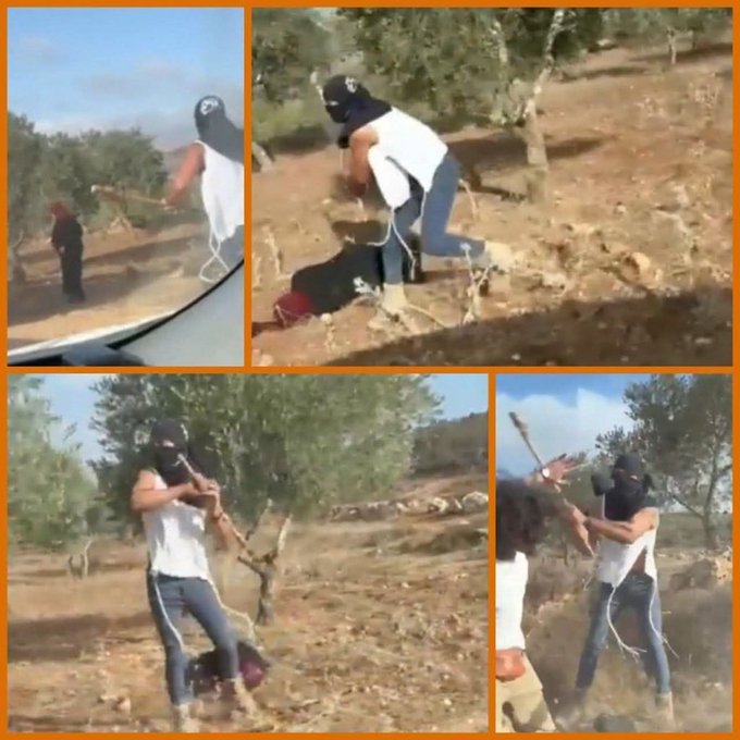 UN Reports 79 Settler Attacks on Palestinians in West Bank