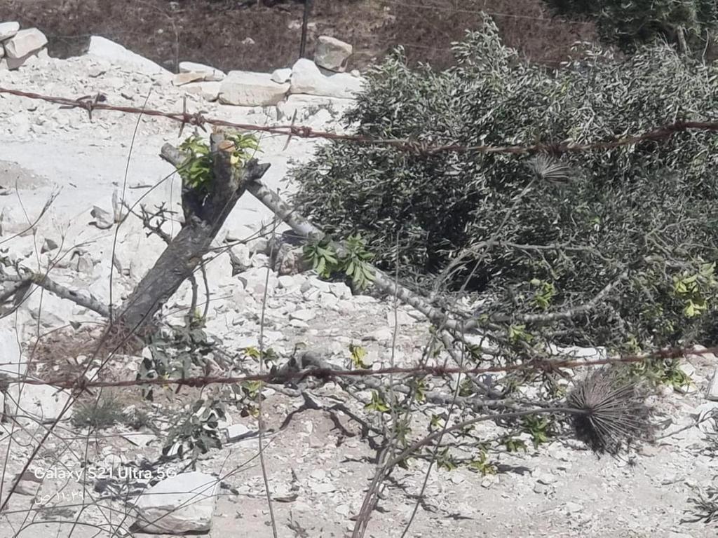 Settlers uproot hundreds of trees in Jaba near Jenin