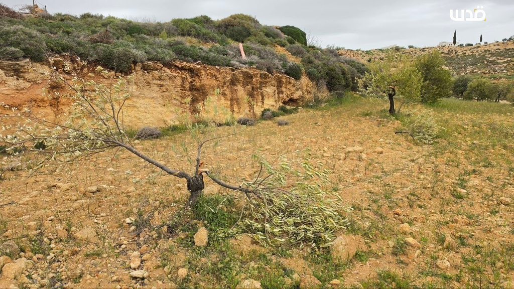 Israeli settlers destroy Palestinian olive trees in West Bank