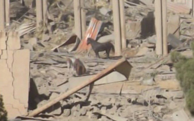 Occupation Forces Bomb Horse Stable in Kermanshah