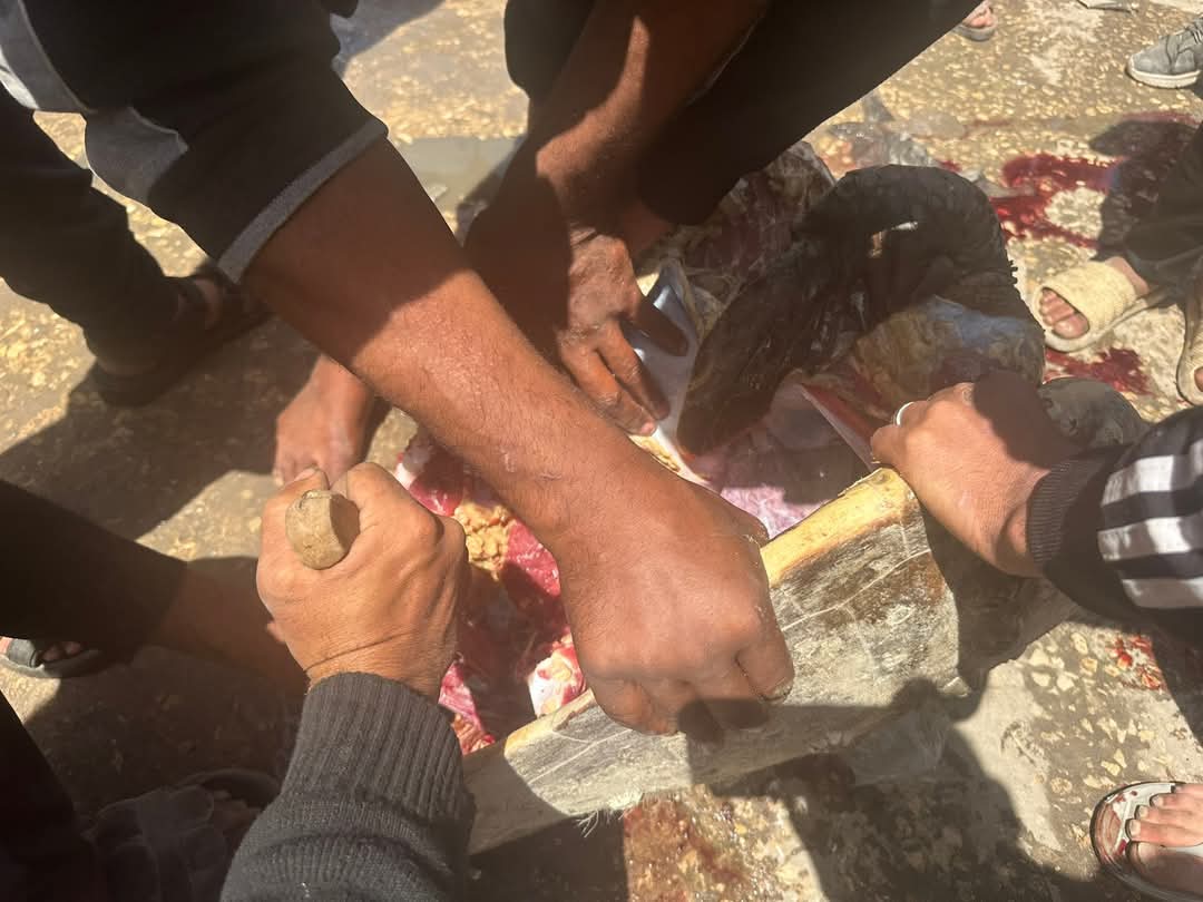 Turtle meat sold in Gaza markets amid intensifying blockade