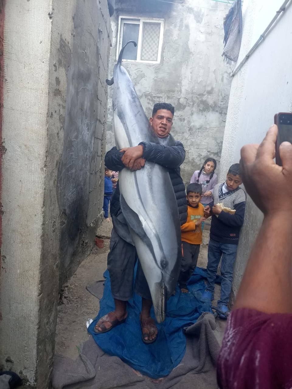 Dolphin Welfare vs Humanitarian Crisis in Gaza