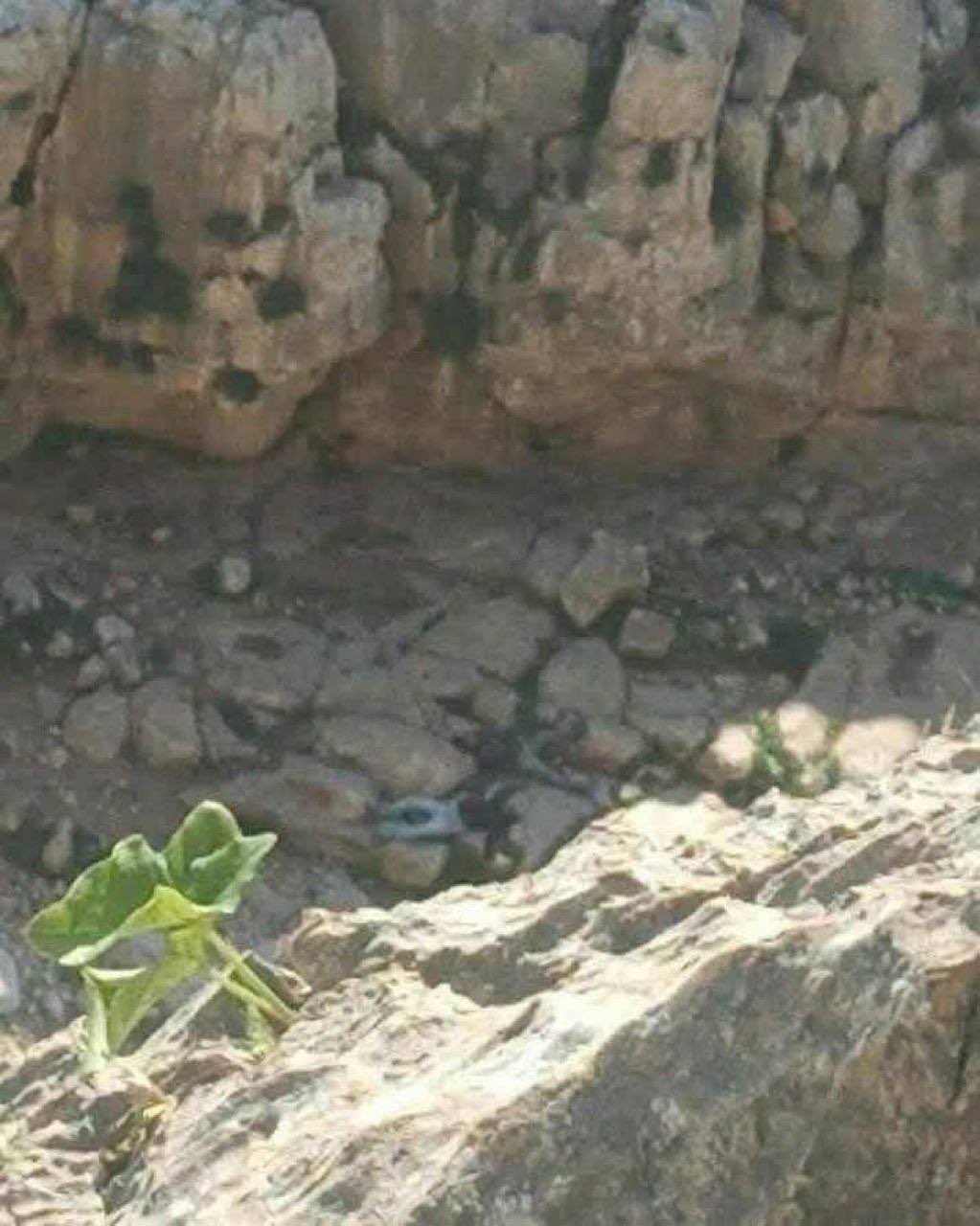 Israeli settlers assault Palestinian brothers near Tubas
