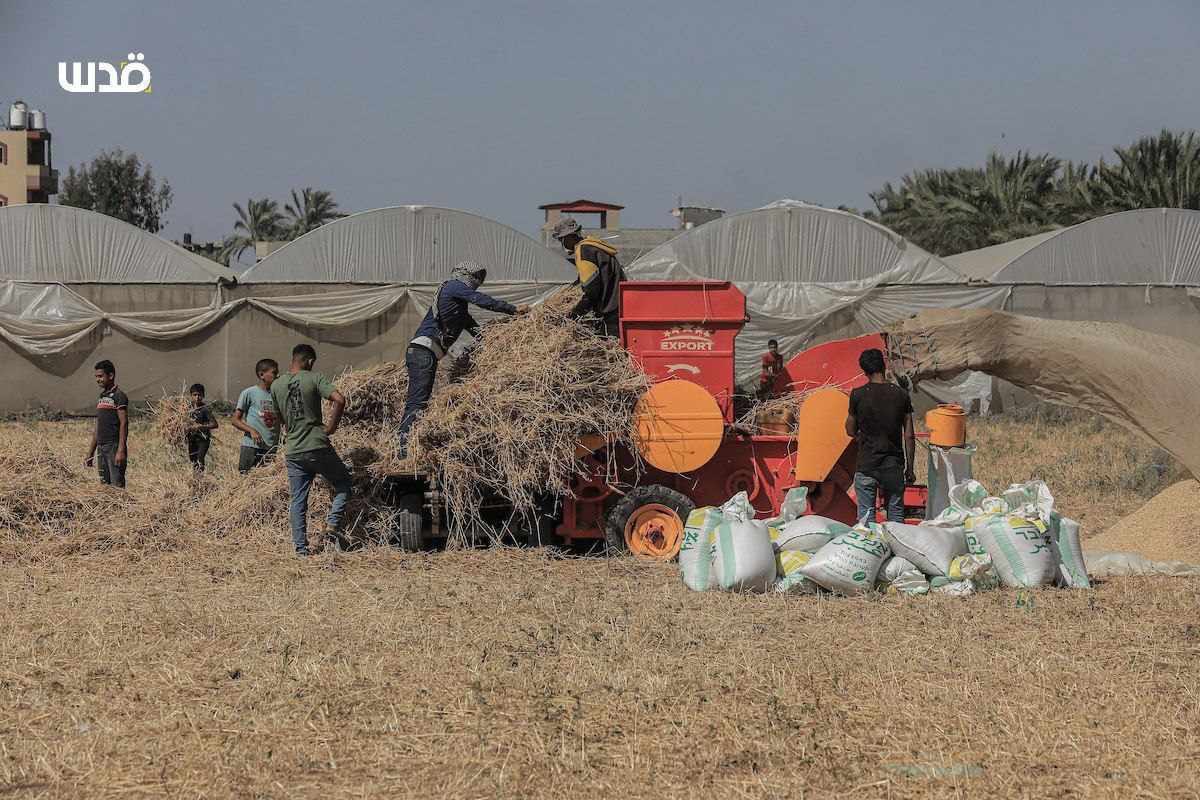 Palestinians harvest wheat in Deir al-Balah during conflict