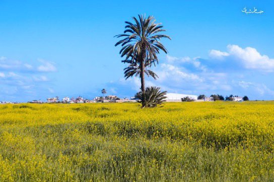 Photographer’s lens shifts from nature to conflict in Gaza