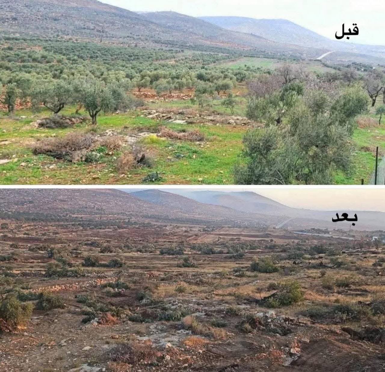 Israeli settlers destroy olive fields in Palestinian village
