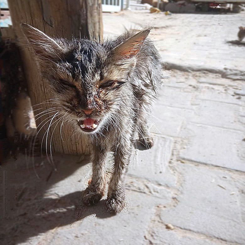Famine in Gaza affects humans and animals alike