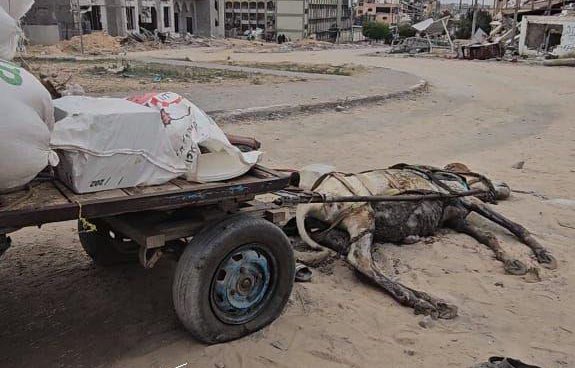 Israeli occupation targets donkey cart owner in northern Gaza