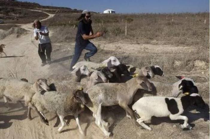 Israeli settlers steal 200 sheep from Palestinian shepherds in West Bank