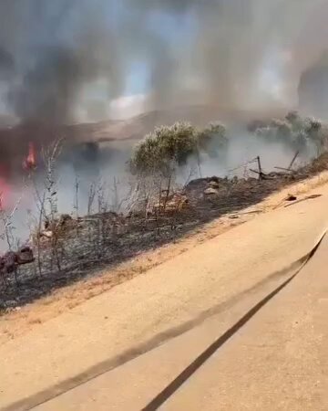 Israeli settler militias burn Palestinian trees in Turmus-Ayya village