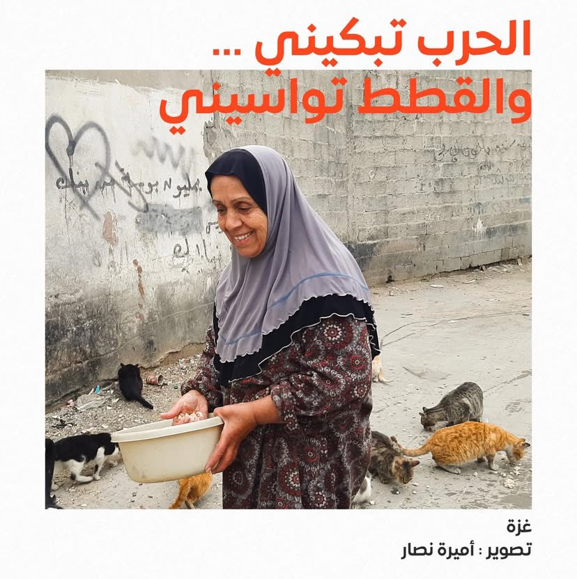 Palestinian woman survives Gaza crisis with cats as family