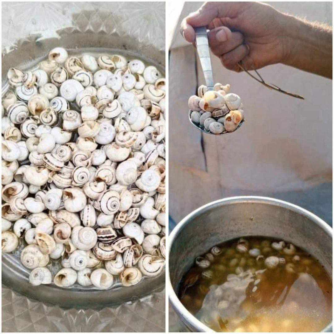 Palestinian Families Cook Snails Amid Severe Famine in Northern Gaza