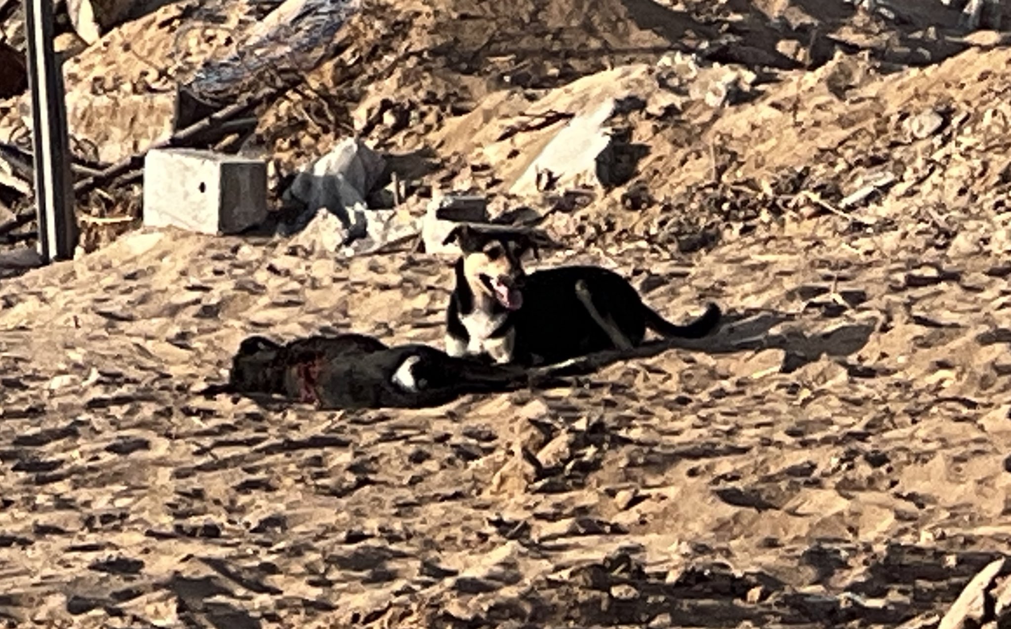 Dog Remains With Slain Brother After Soldier Incident