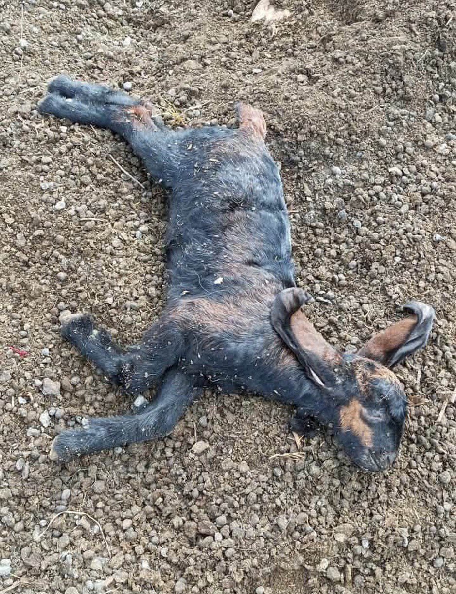 Settler Militias Attack Livestock with Dogs in Kafr ad-Dik