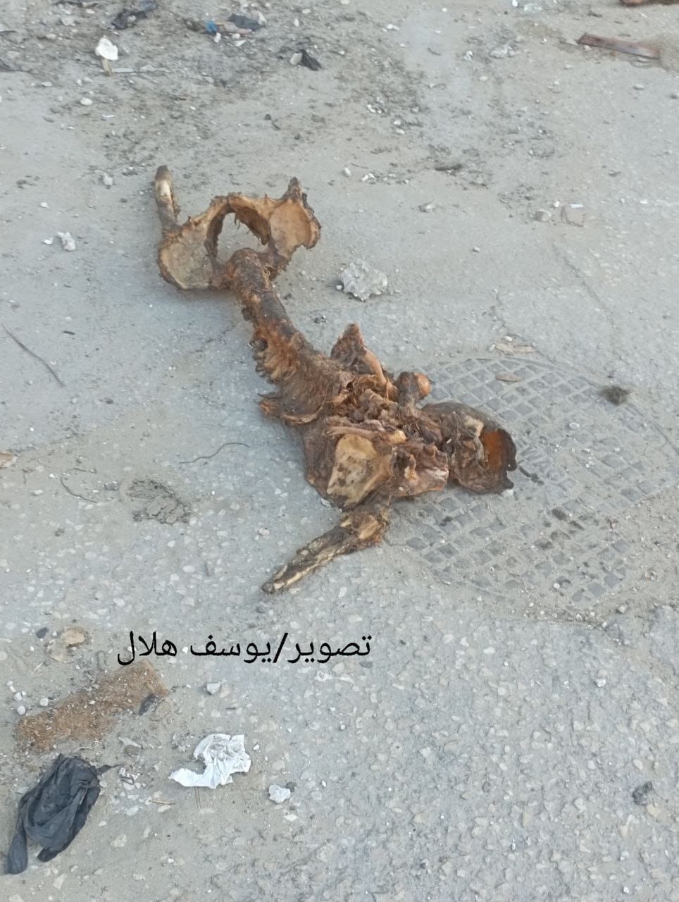 Decomposed Palestinian bodies from Israeli sniper attacks in Rafah