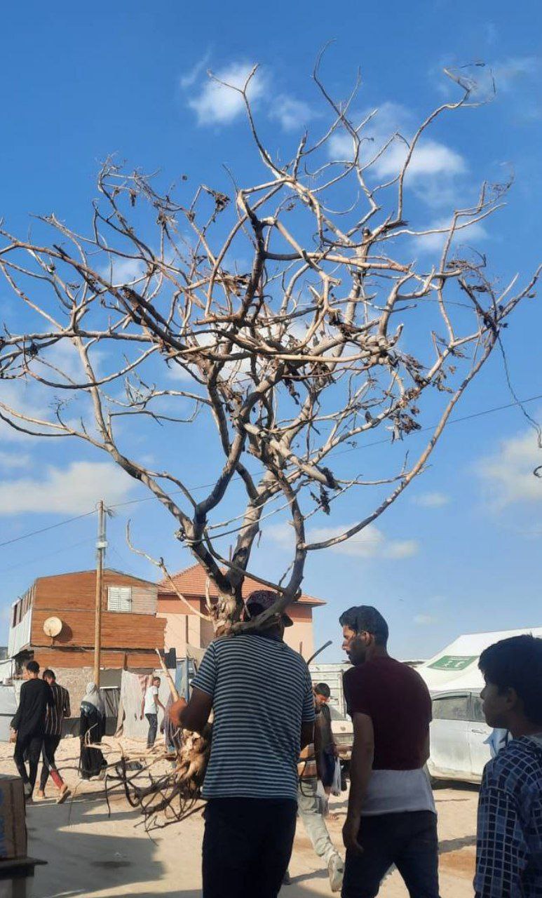Aid distribution failure in southern Gaza amid humanitarian crisis