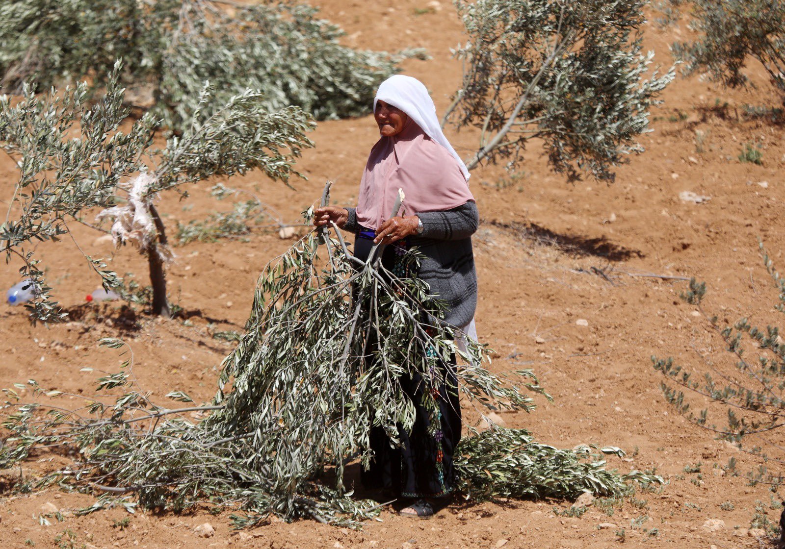 Israeli Settlers Destroy Olive Trees in Occupied West Bank