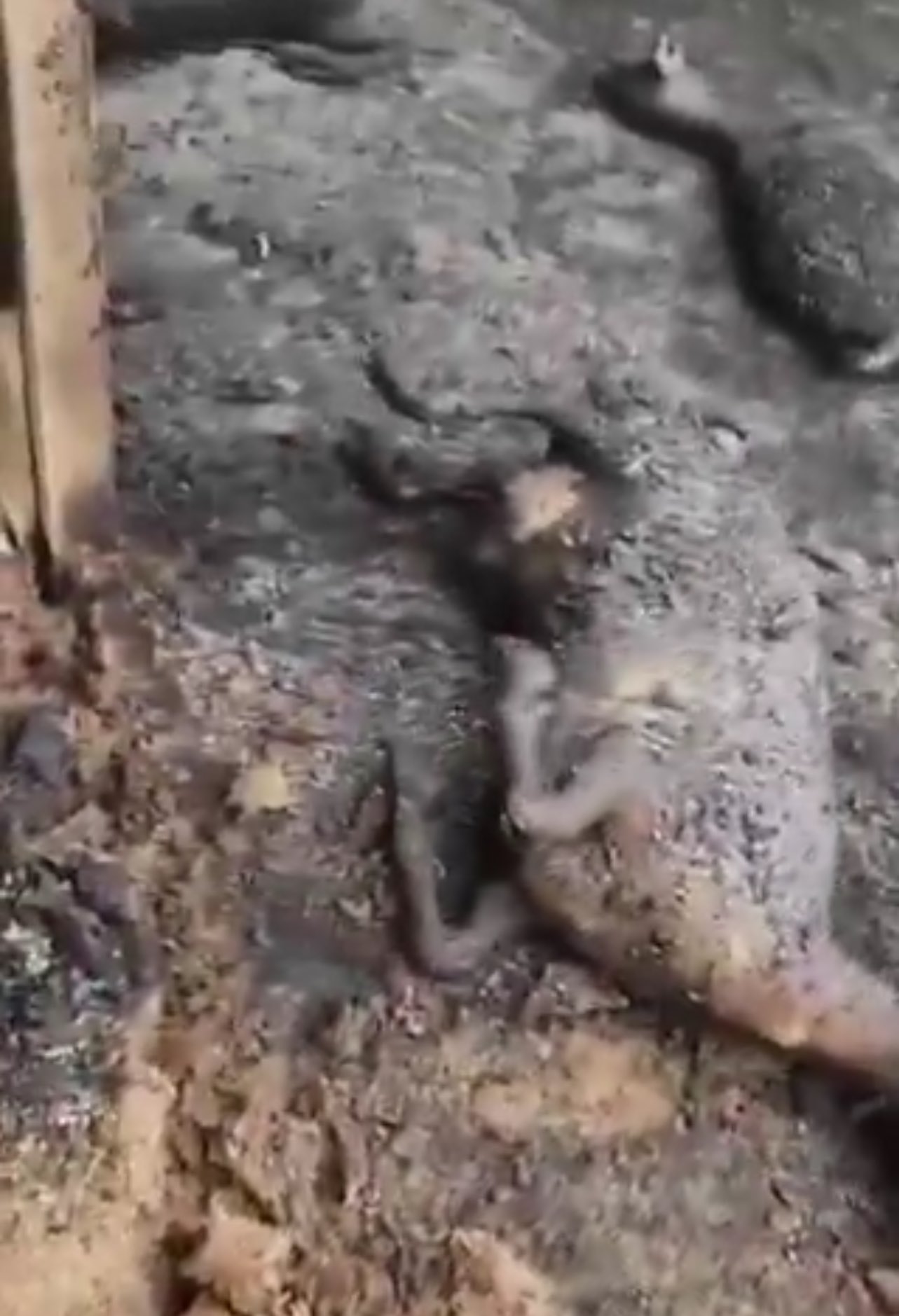 Israeli settlers burn dozens of sheep in Palestinian town Samua West Bank