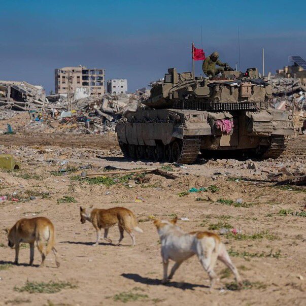 Stray dogs from Gaza cross into Israel, attack soldiers