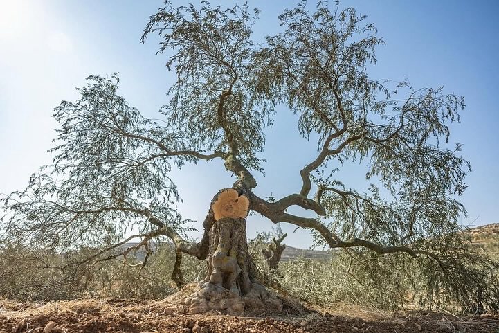 Israeli Settlers Destroy Olive Trees in Palestinian Territory