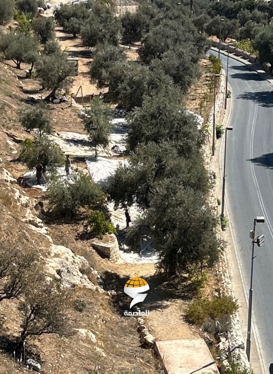 Israeli settlers steal Palestinian olives during harvest season in Jerusalem