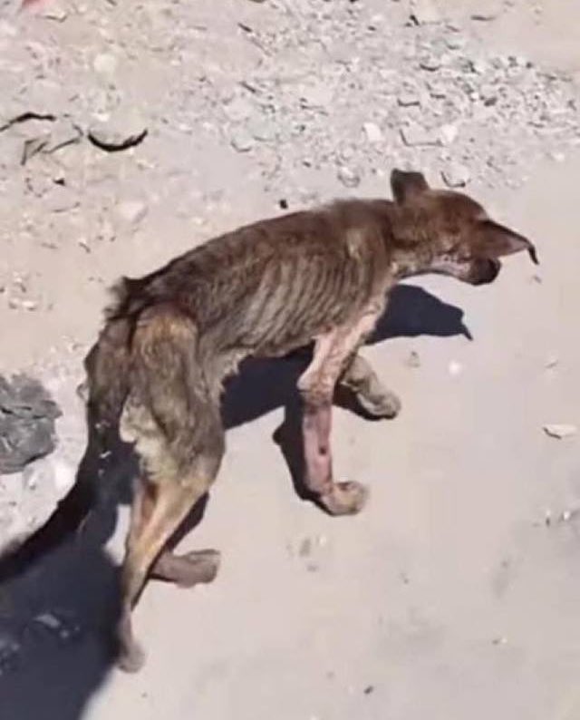 Pets and hunger crisis in Gaza under blockade 2025