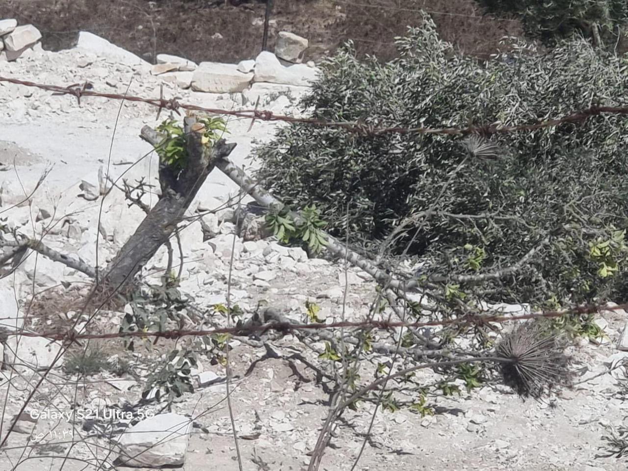 Israeli Settlers Uproot Olive Trees in Palestinian Village