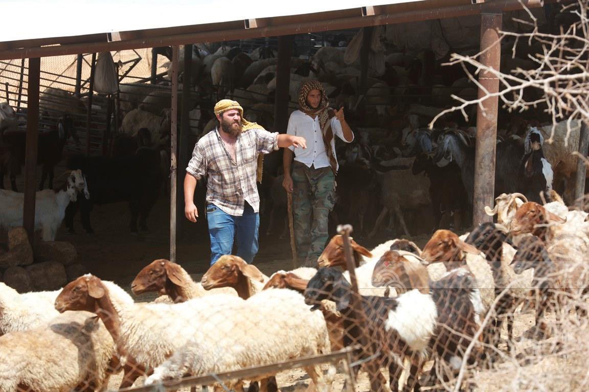 Israeli Settlers Accused of Stealing Palestinian Livestock