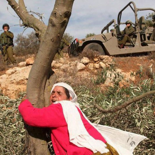Palestinian Land Seized for Settlement in Jerusalem’s Beit Safafa
