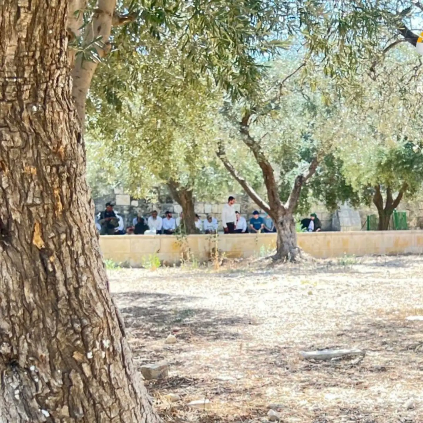 Israeli settlers breach Al-Aqsa Mosque, perform rituals under military protection