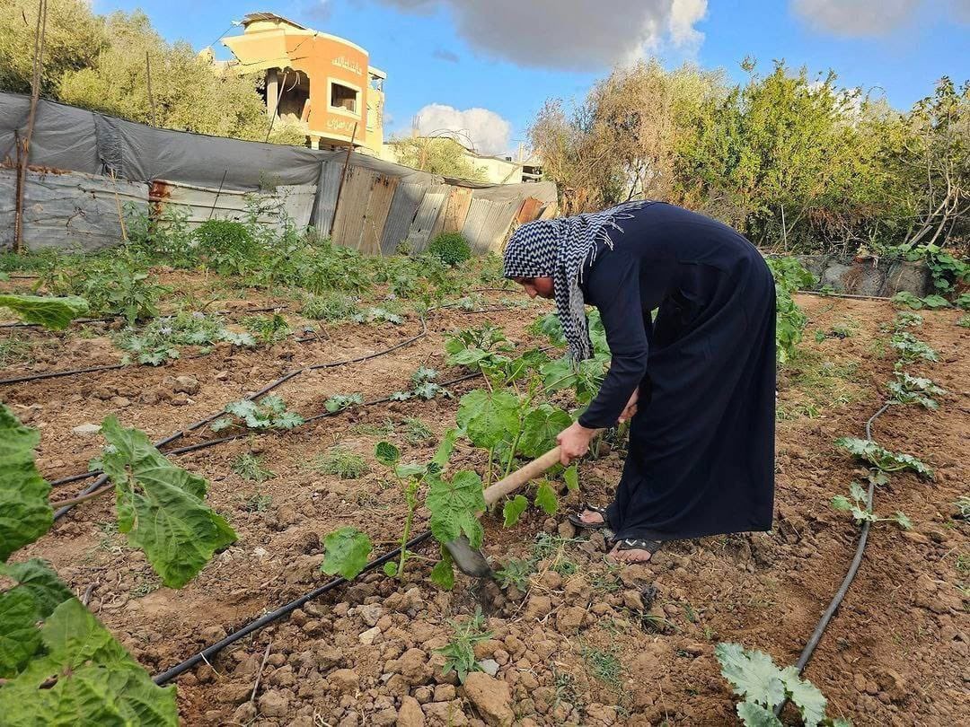 Palestinian Woman Cultivates Land to Combat Gaza Famine