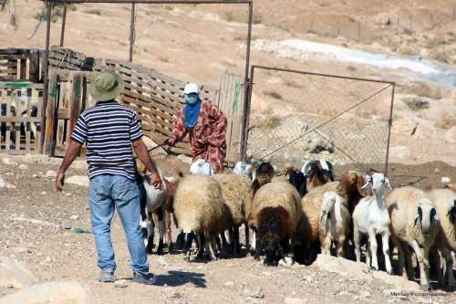 Israeli settlers attempt to steal Palestinian farmer’s sheep in Jordan Valley
