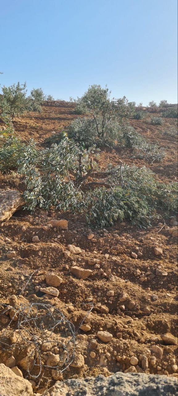 Settlers attack farmers, uproot olive trees in Huwwara