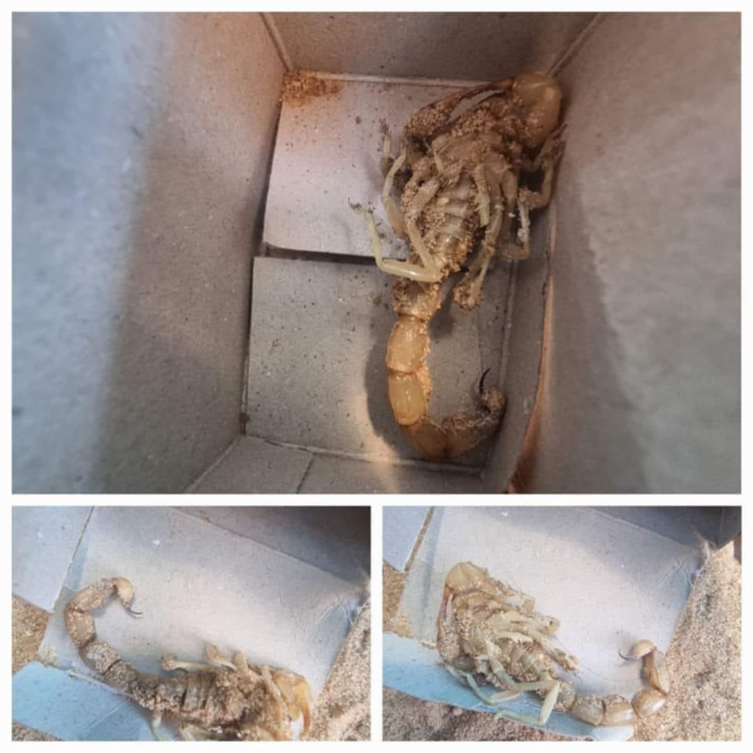 Displaced Palestinians Face Deadly Scorpions and Snakes in Shelters