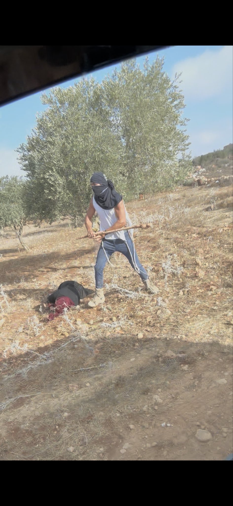 Palestinian Farmers’ Olive Heritage Under Threat