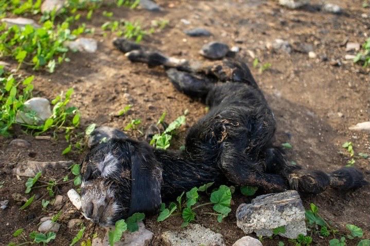Settler Attacks Family and Poisons Livestock in West Bank