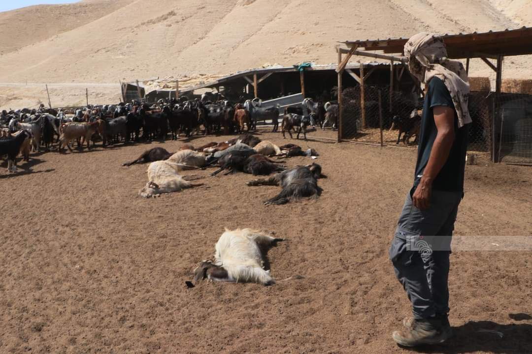 Israeli settlers poison Palestinian farmer’s sheep in Jericho