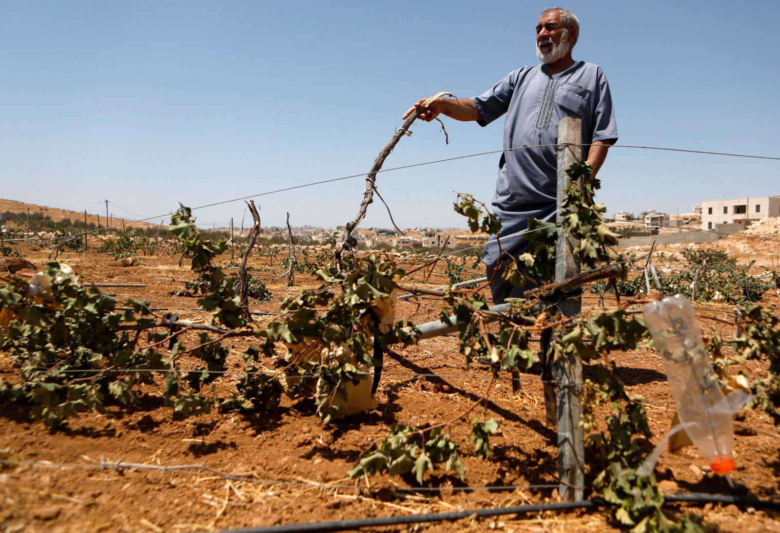 Israeli Settlers Uproot Vine Trees in West Bank