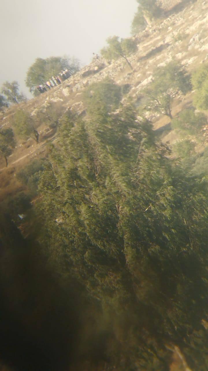 Israeli settlers storm Palestinian agricultural land in Senjel