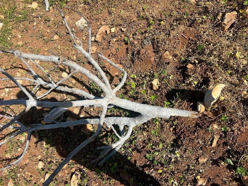 Israeli settlers destroy 50 olive trees in Nablus village