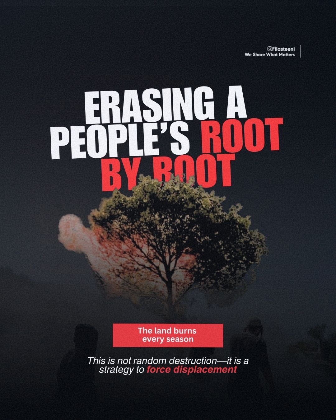 Palestinian olive trees targeted, farmland destroyed to force displacement