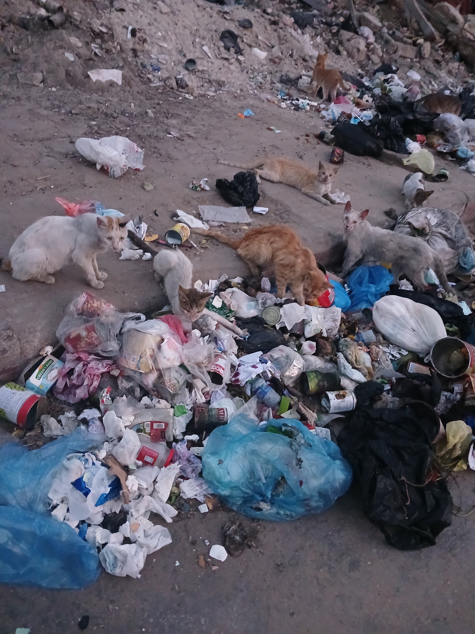 Gaza Crisis: Animals Starving Alongside Humans Without Aid