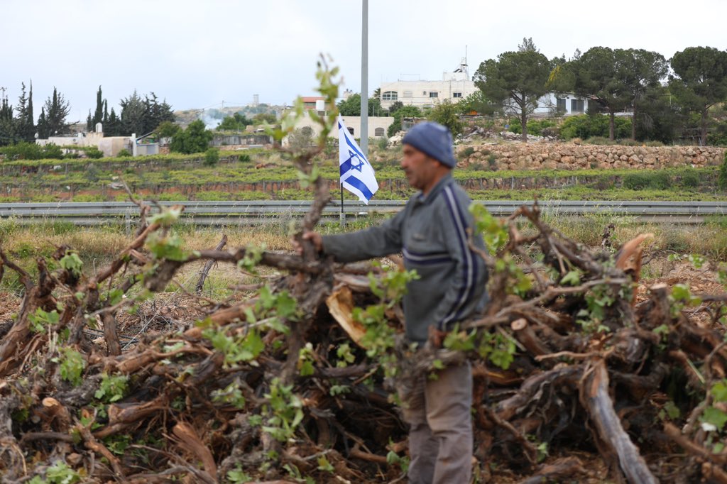 Israeli forces uproot Palestinian grape trees in Al Khaleel
