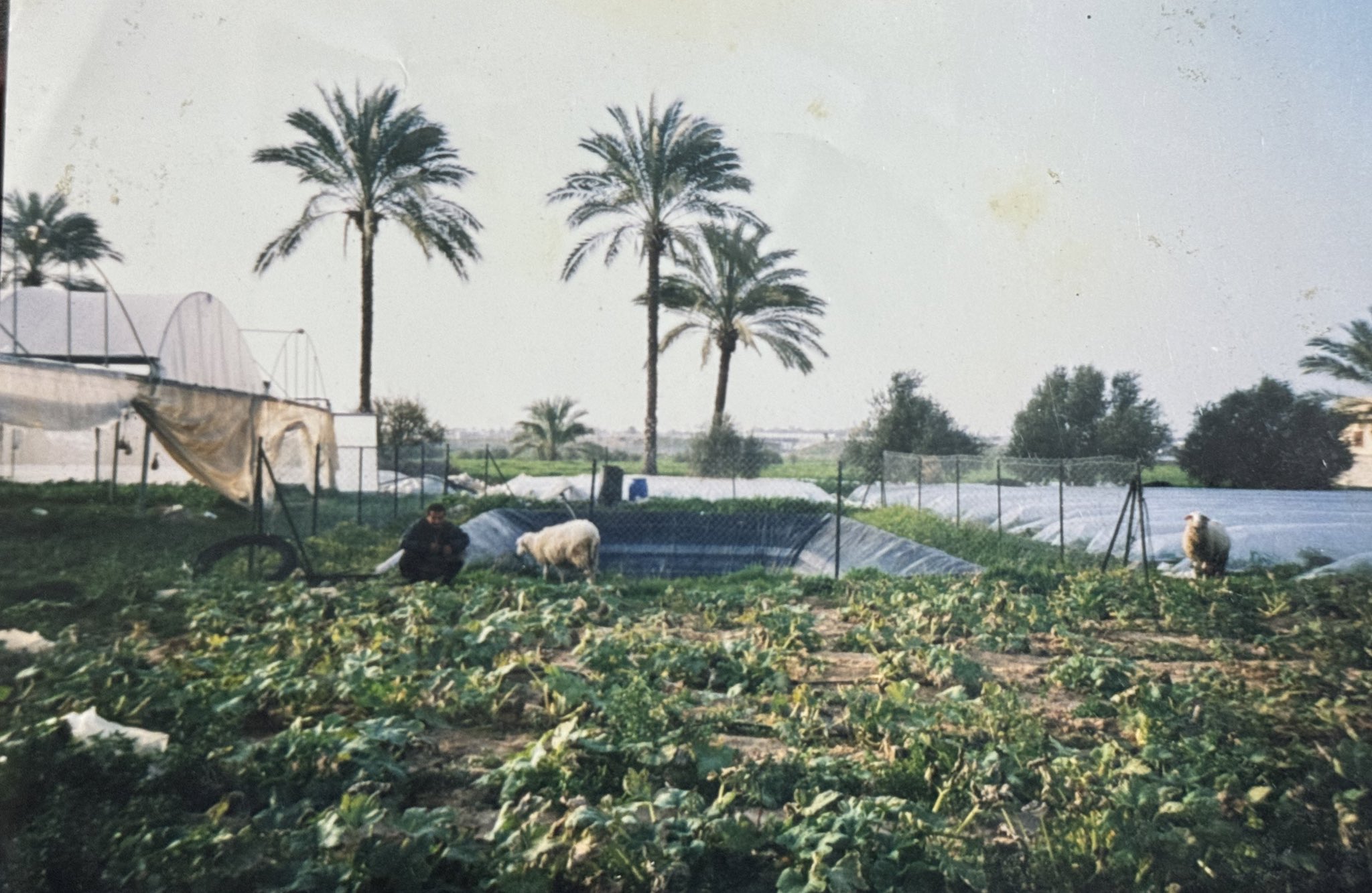 Twenty-year-old photo shows destroyed greenhouse, rebuilt after years