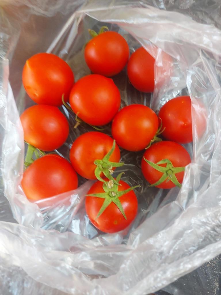 Gaza’s Economic Crisis: Tomato Prices Reflect Currency Collapse