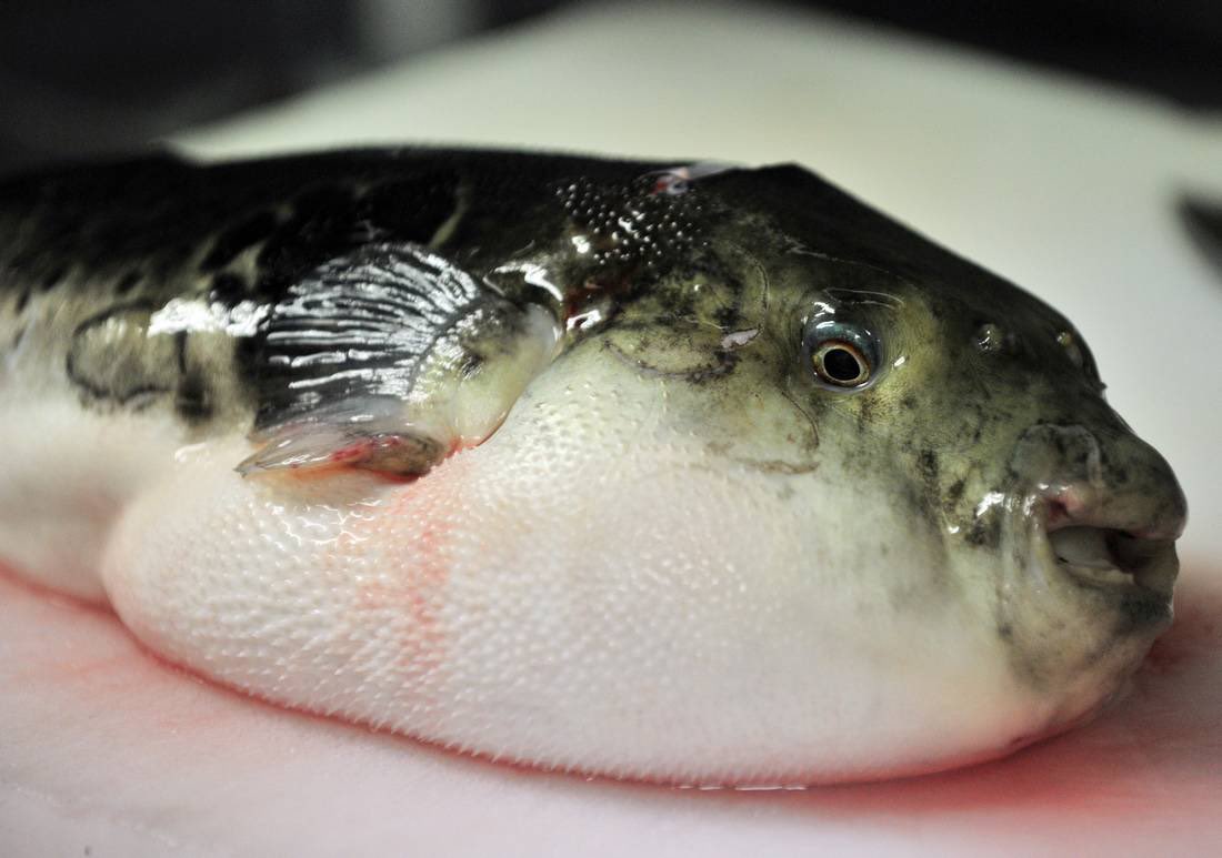 Gazan Dies After Eating Poisonous Fish During Food Crisis