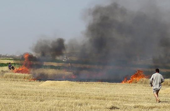 Israeli forces accused of scorching Gaza agricultural lands