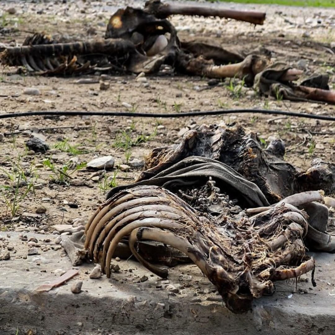 Decomposed Palestinian bodies discovered in Beit-Hanoun Gaza
