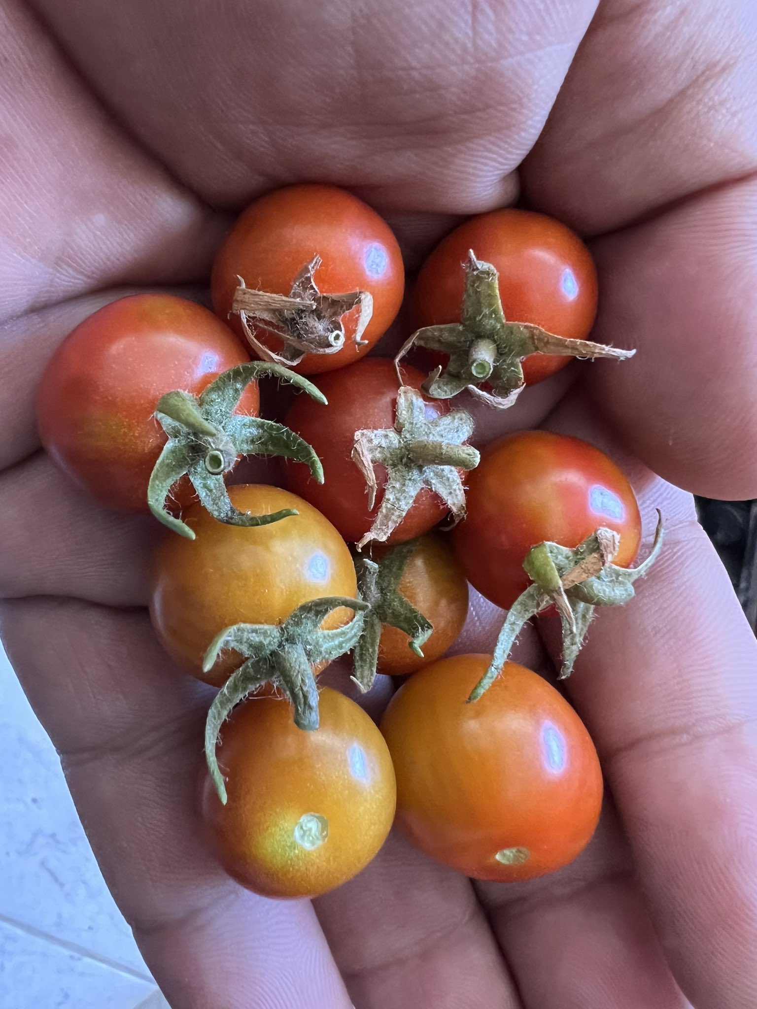 Son obtains tomatoes amid Gaza food shortage